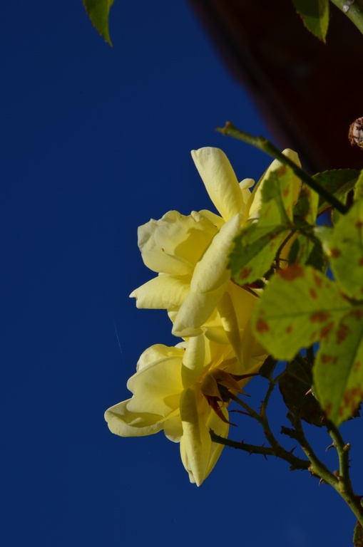 2017-09-23 Boëge/DSC_0122.JPG